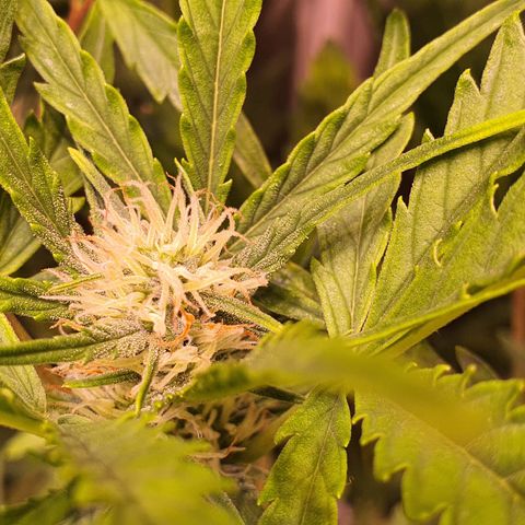G14 - 1 growlog timeline photo