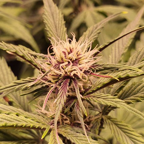 Blackberry growlog timeline photo