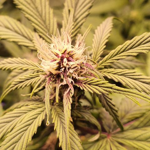 Blackberry growlog timeline photo