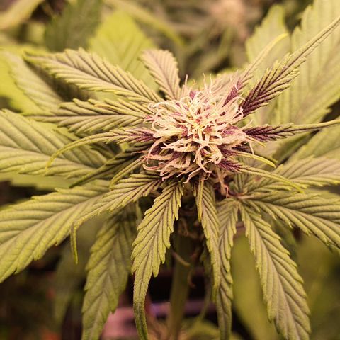 Blackberry growlog timeline photo