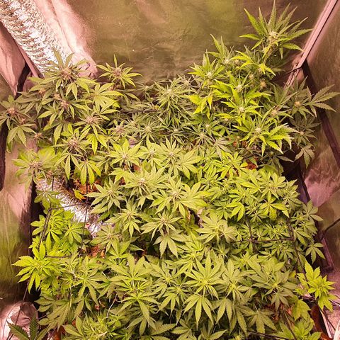 G14 - 1 growlog timeline photo