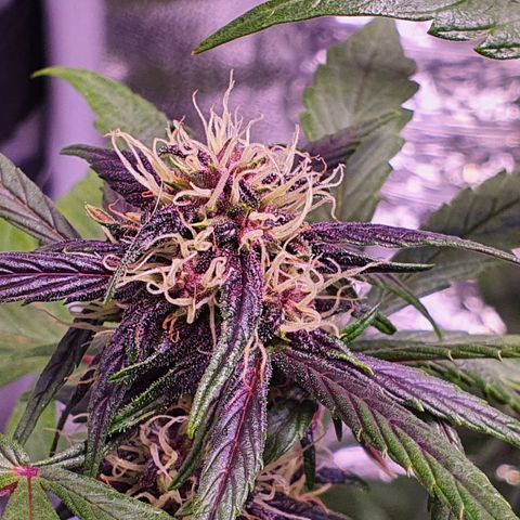 LSD-25 growlog timeline photo