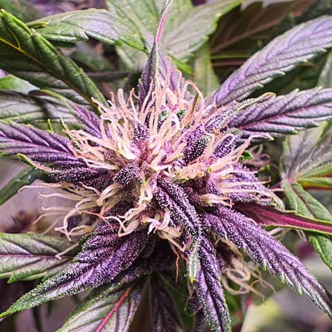LSD-25 growlog timeline photo