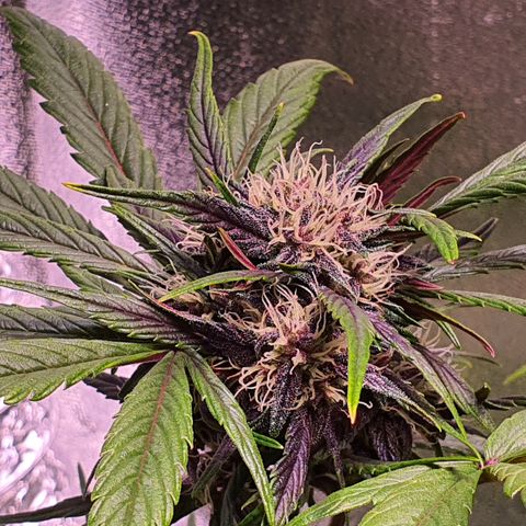 LSD-25 growlog timeline photo