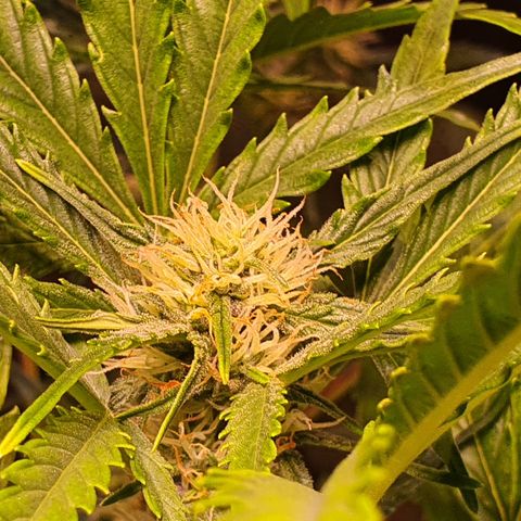 G14 - 1 growlog timeline photo