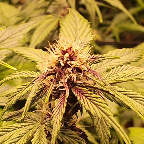 Blackberry growlog timeline photo