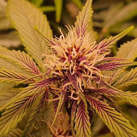 Blackberry growlog timeline photo