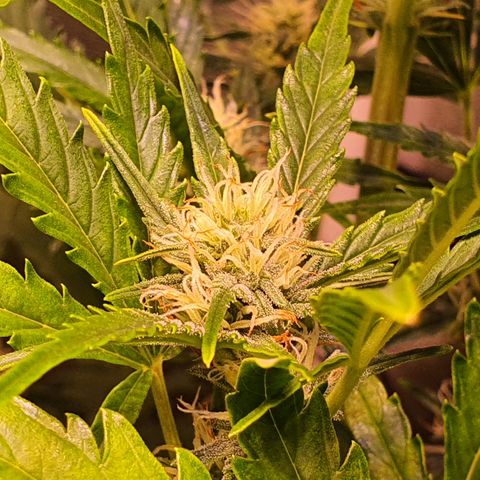 G14 - 1 growlog timeline photo