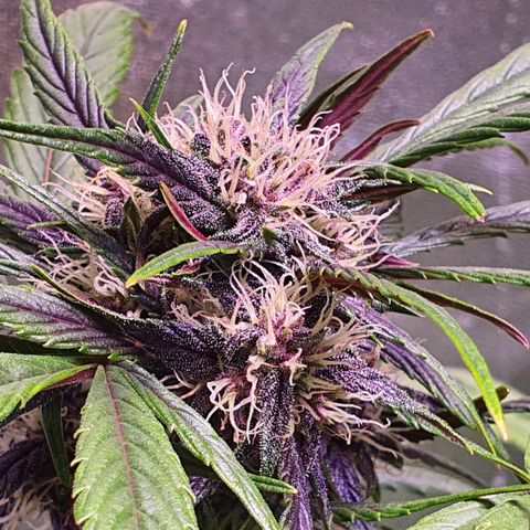 LSD-25 growlog timeline photo