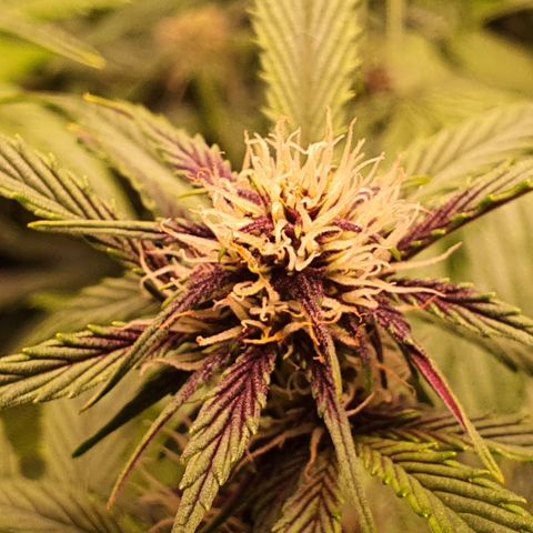 Blackberry growlog timeline photo