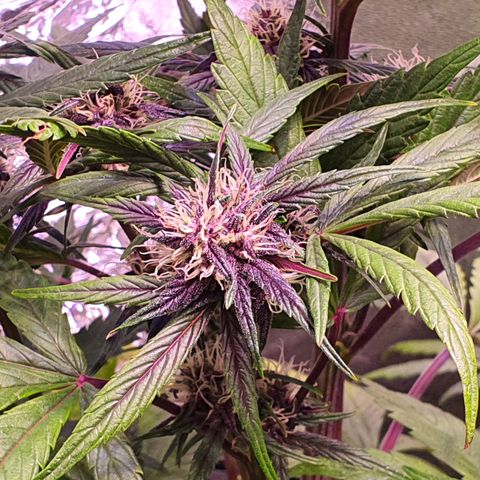 LSD-25 growlog timeline photo