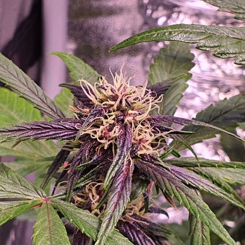 LSD-25 growlog timeline photo