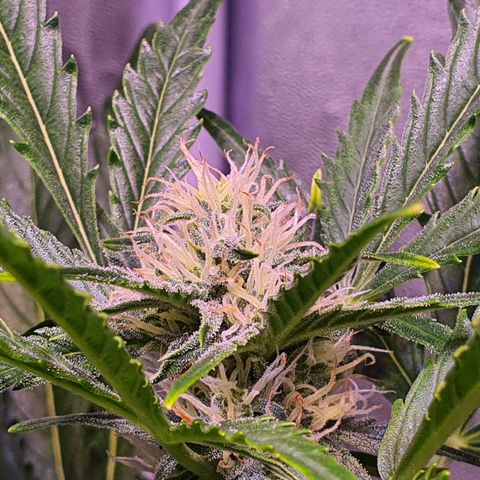 G14 - 1 growlog timeline photo