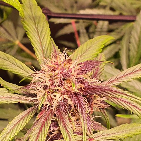 Blackberry growlog timeline photo