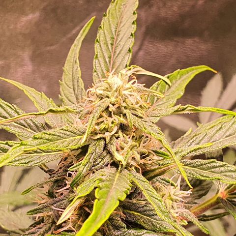 G14 - 1 growlog timeline photo