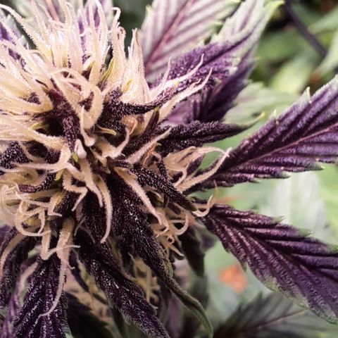 LSD-25 growlog timeline photo