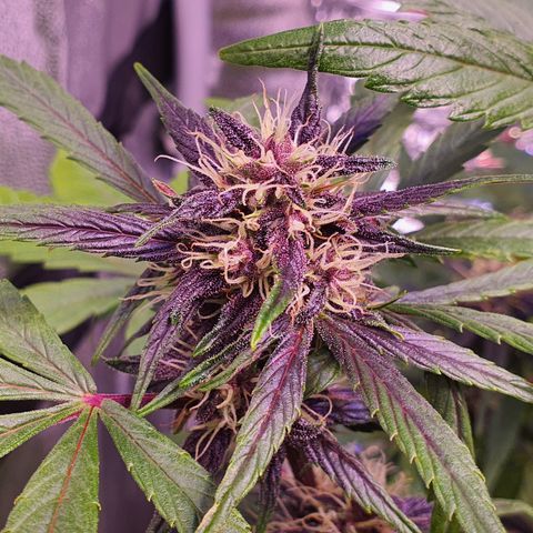 LSD-25 growlog timeline photo