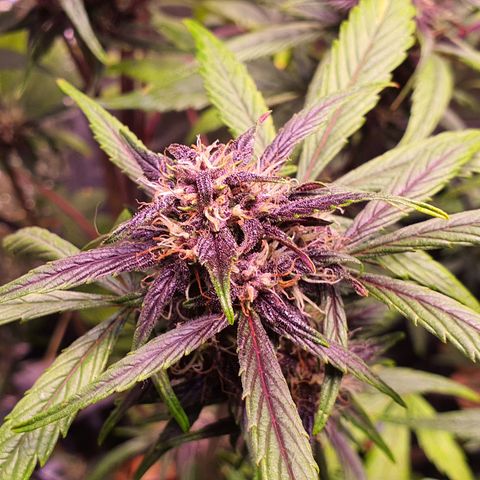 LSD-25 growlog timeline photo
