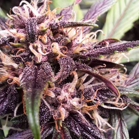 LSD-25 growlog timeline photo