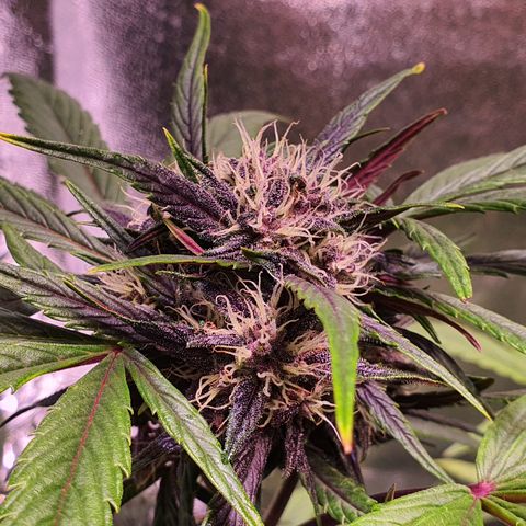LSD-25 growlog timeline photo