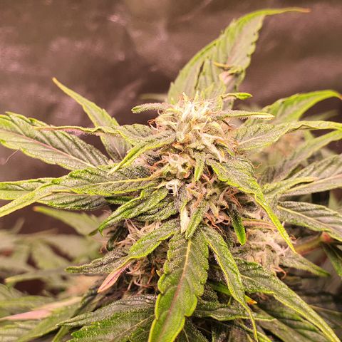 CBD Auto 20:1 growlog timeline photo