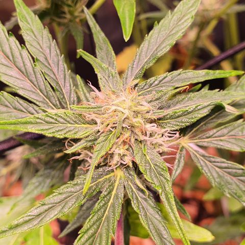 CBD Auto 20:1 growlog timeline photo