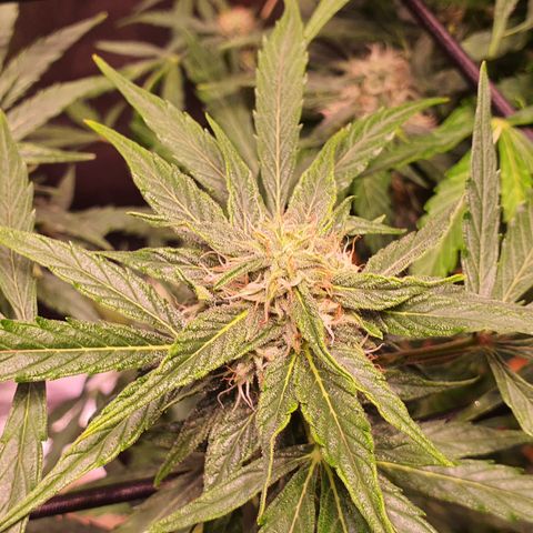 CBD Auto 20:1 growlog timeline photo