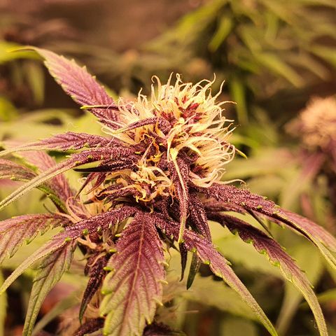 Blackberry growlog timeline photo