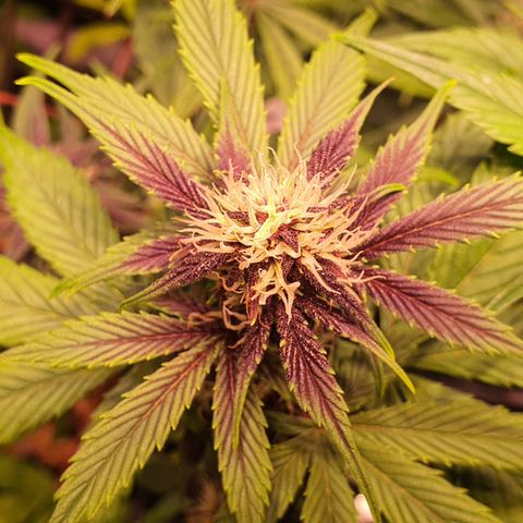 Blackberry growlog timeline photo