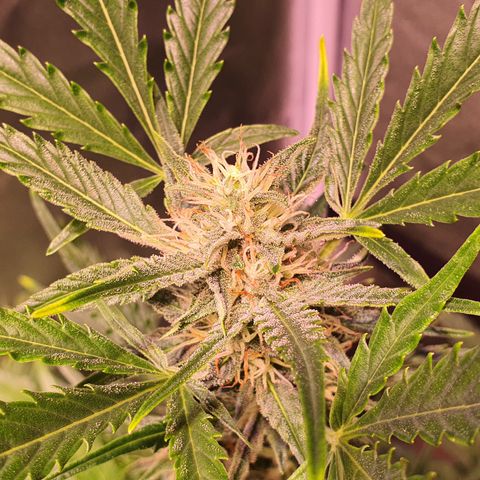 G14 - 1 growlog timeline photo