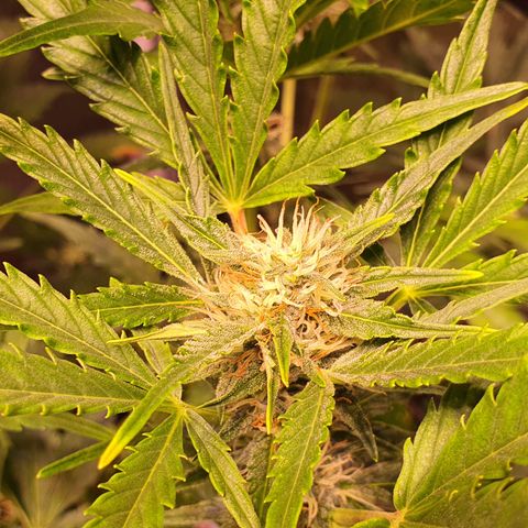G14 - 1 growlog timeline photo