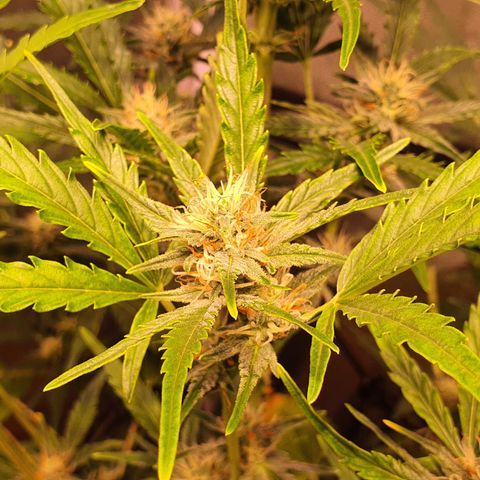 G14 - 1 growlog timeline photo