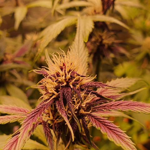 Blackberry growlog timeline photo