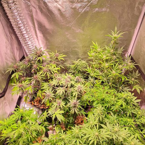G14 - 1 growlog timeline photo
