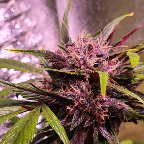 LSD-25 growlog timeline photo