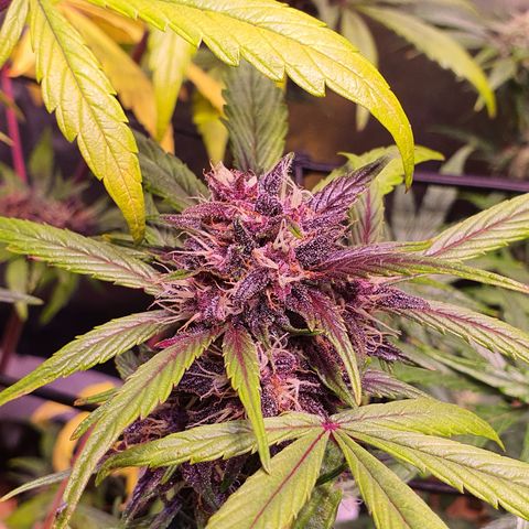 LSD-25 growlog timeline photo