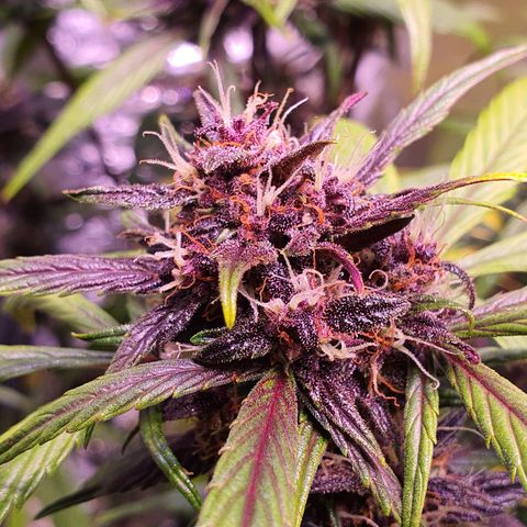 LSD-25 growlog timeline photo