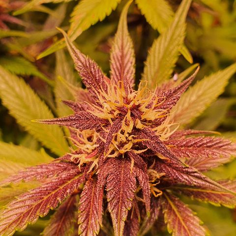 Blackberry growlog timeline photo