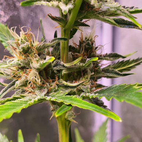 G14 - 1 growlog timeline photo