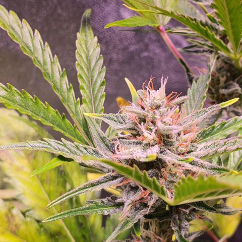 G14 - 1 growlog timeline photo