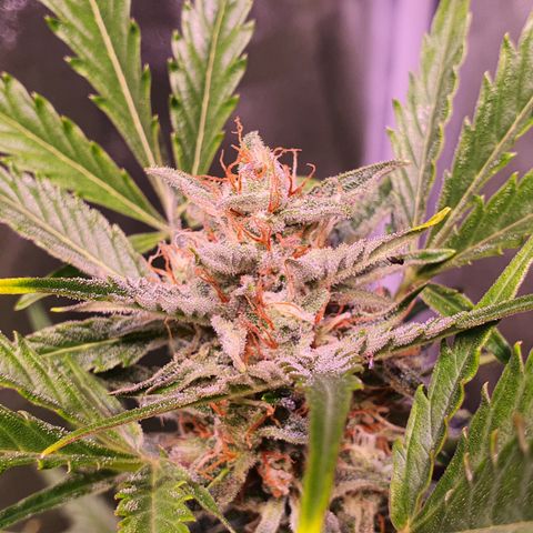 G14 - 1 growlog timeline photo