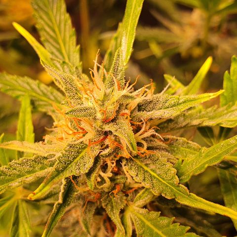 G14 - 1 growlog timeline photo