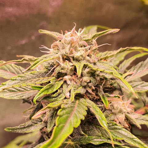 CBD Auto 20:1 growlog timeline photo