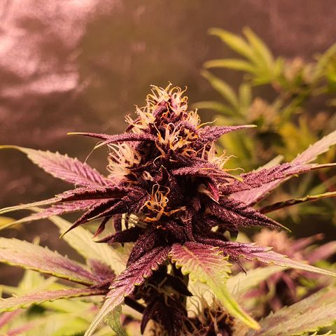 Blackberry growlog timeline photo
