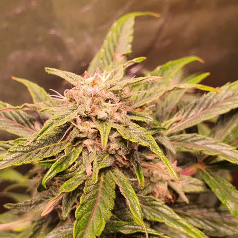 CBD Auto 20:1 growlog timeline photo
