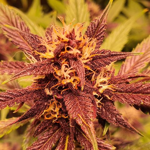 Blackberry growlog timeline photo