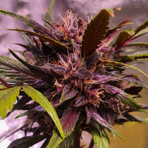 LSD-25 growlog timeline photo