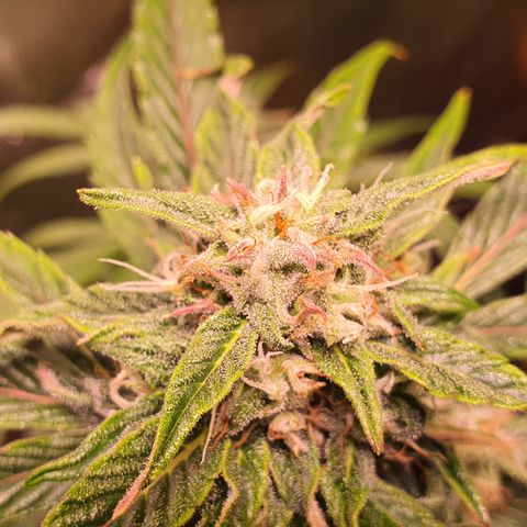 CBD Auto 20:1 growlog timeline photo