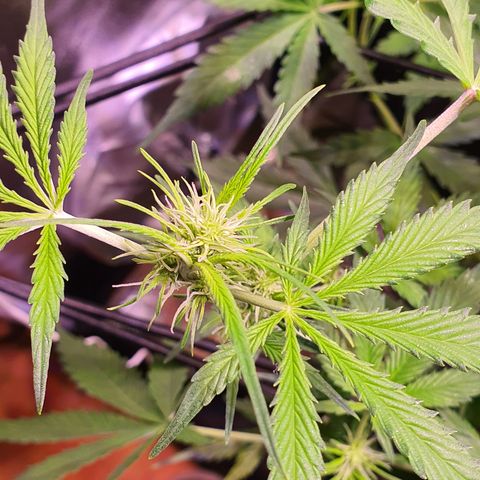 Wild Thailand Ryder - 1 growlog timeline photo