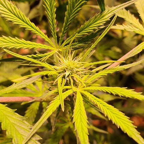 Wild Thailand Ryder - 1 growlog timeline photo